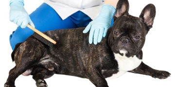 Minimize french bulldog shedding: tips from Alpharetta Frenchies Breeder