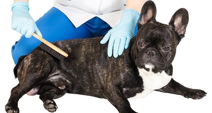Minimize french bulldog shedding: tips from Alpharetta Frenchies Breeder
