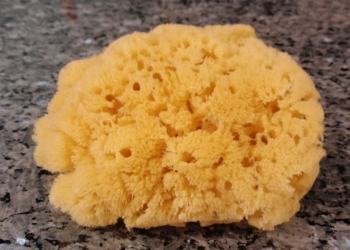 Nature’s underwater filters: the remarkable world of natural sea sponges