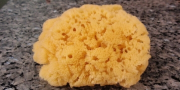 Nature’s underwater filters: the remarkable world of natural sea sponges