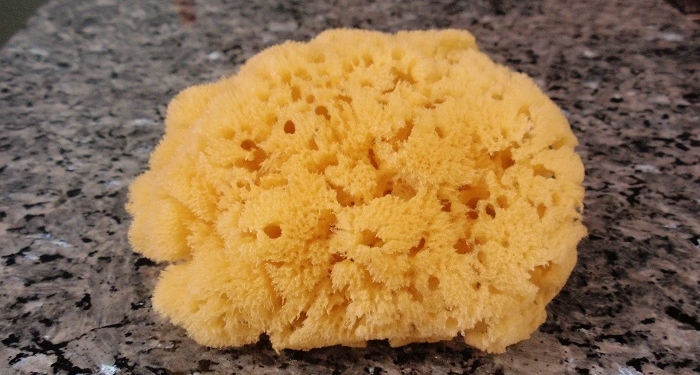 Nature’s underwater filters: the remarkable world of natural sea sponges